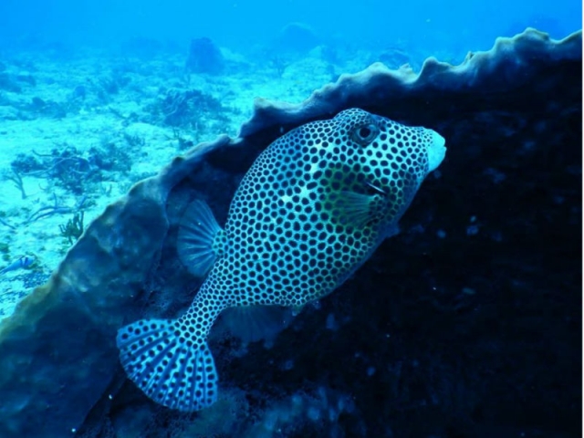 Descubriendo peces en Playa del Carmen